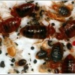 bed bug hiding places and how to kill bed bugs