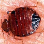 CBS News Bedbugs on the rise