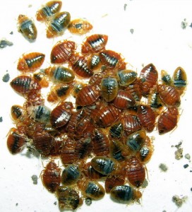 Bed bugs invade a home