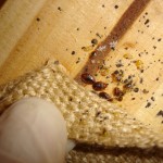how to kill bedbugs