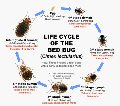 Adult bed bugs, babies and eggs