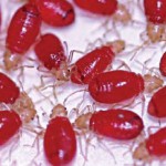 exterminate baby bed bugs