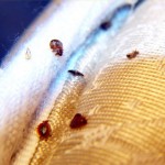 bed bugs hiding in bed