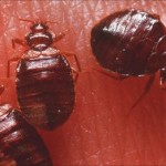 bed bugs wait until night and suck on blood