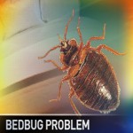 bed bugs on the rise