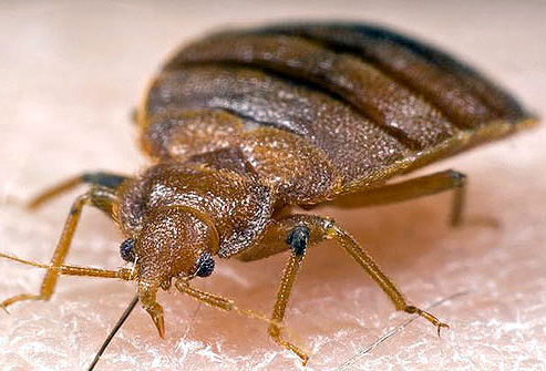 A bedbugs feeds on human hosts when they sleep.