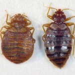 how to get rid of bed bugs