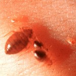 bed bug hiding places