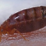 bed bug bites and how to kill bed bugs