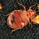 5-stages-egg-3-nymphs-adult-bedbugs