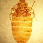 Bed Bug Image-Cimex_lectularius_3