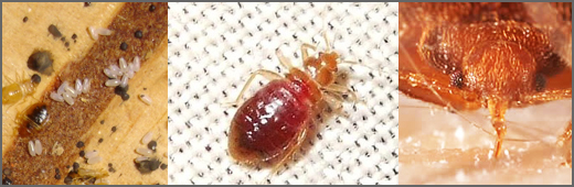 Bed Bug exterminator images Detroit