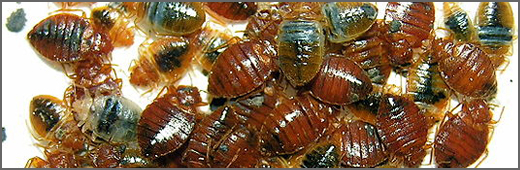 Bed bug externinators fight epidemic in Metro Detroit