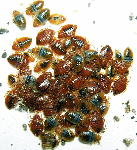 Bed Bug Infestation Photo in Michigan and Detroit Area