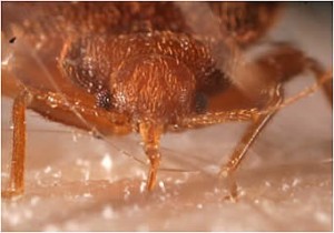 Adult-Bed-Bug-feeding-on-human-blood