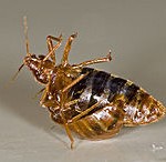 Adult_bed_bugs_breeding