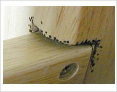 bed-bug-feces-around-wood-bed-frame