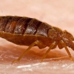 Close-up-of-adult-bed-bug-feeding-on-human-blood