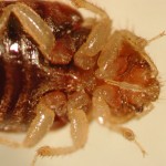 Close-up-of-adult-bed-bugs-underside