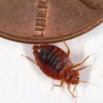 Mature-adult-bed-bug-next-to-coin-for-scale