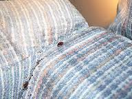 adult-bedbugs-hiding-in-furniture