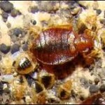 bed-bug-nest-with-adult-nymphs-feaces