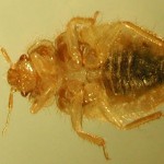 bed-bug-nymph