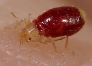 bed-bug-nymph-drinking-blood