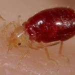 bed-bug-nymph-engorged-with-human-blood