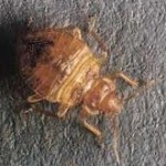 bed-bug-nymph