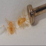 bed-bug-nymphs-next-to-nail-head