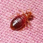bed bug photo on cloth