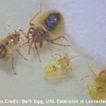 bed-bugs-babies