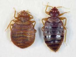 adult-bed-bug-before-and-after-blood-meal