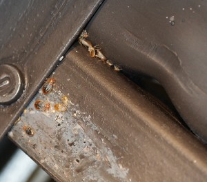 bed-bugs-hiding-in-chair-frame