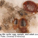 bed_bug_life_cycle