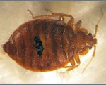 bedbug-close-up