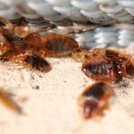 bedbug_breeding-colony