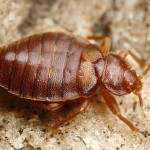 bedbug_5_detroit_michigan_exterminator