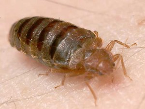 Standard Bed Bug Image, Bed Bug Biting Human Skin, Sucking Human Blood