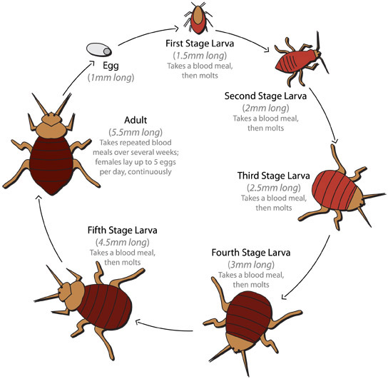 Bed Bug Life Cycle Diagram
