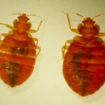 bedbugs