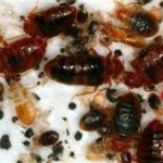 bedbugs-breeding-colony