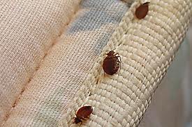bedbugs-hiding-in-mattress-seams
