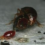 breeding-pair-bed-bugs