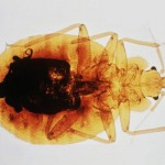 clear-bed-bug-with-blood