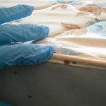 expert-pest-controler-finds-bedbugs-under-mattress-seams