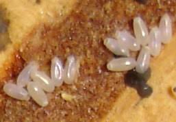 bed-bug-eggs