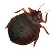 large-adult-bed-bug