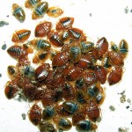 large-breeding-colony-of-bedbugs